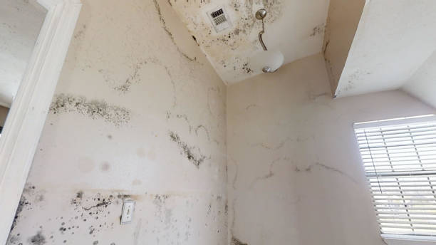 Best Water Damage & Mold Remediation  in Garner, IA