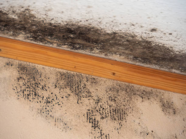 Best Environmental Consulting for Mold Prevention  in Garner, IA