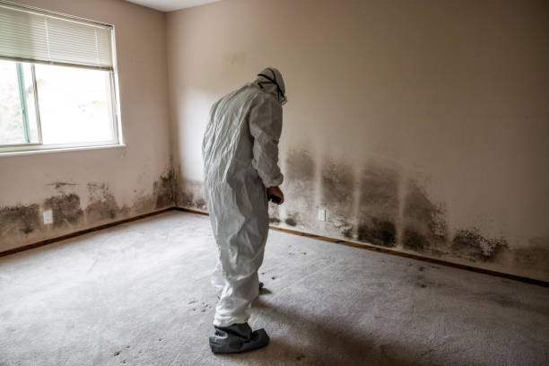 Best Commercial Mold Inspection  in Garner, IA