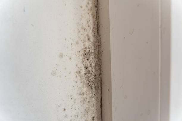 Professional Mold Removal in Garner, IA