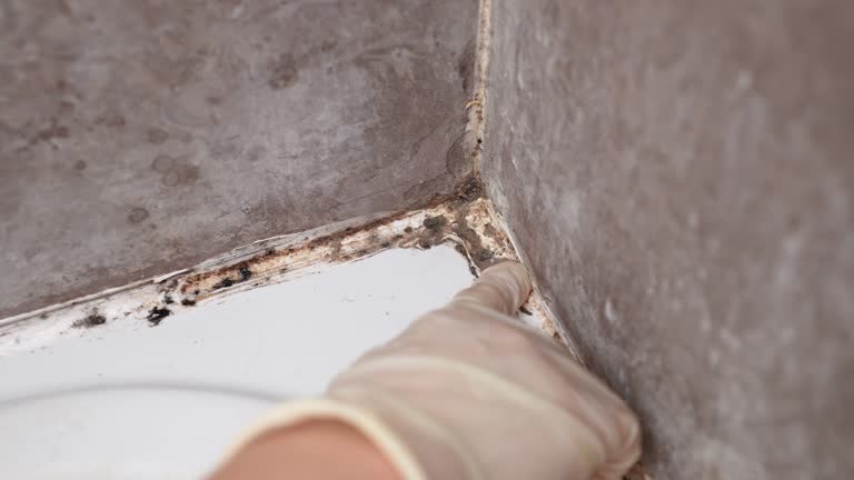 Best Real Estate Mold Inspection  in Garner, IA